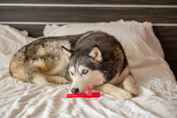 Siberian husky guarding bright rubber toy on white bed, toy chosen over any expensive bed, scene that modern brands keep asking for. Wide shot. Concept of favourite rubber toy of northern dog © iwavephoto