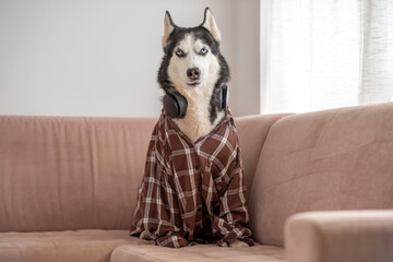 Siberian husky in plaid shirt wearing large headphones, look every remote worker recognises, scene that modern brands keep asking for. Close-up shot. Concept of humour of dog wearing headphones © iwavephoto