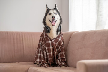 Siberian husky in plaid shirt wearing large headphones, pose held longer than expected, frame worth keeping in whole collection. Close-up shot. Concept of humour of dog wearing headphones © iwavephoto