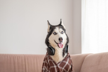 Dressed husky sitting on pink sofa in shirt and headphones, pose held longer than expected, humour that needs no caption. Close-up shot. Concept of humour of dog wearing headphones © iwavephoto