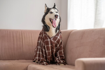Dressed husky sitting on pink sofa in shirt and headphones, look every remote worker recognises, moment impossible to repeat on second day. Close-up shot. Concept of humour of dog wearing headphones © iwavephoto