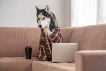 Funny husky in shirt spending working day at home couch, colleague who never brings coffee, story told without any single spoken word. Wide shot. Concept of humour about remote working from home © iwavephoto