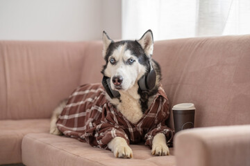 Siberian husky in plaid shirt working at laptop on sofa, schedule built without any office, joke every office worker understands. Wide shot. Concept of humour about remote working from home © iwavephoto