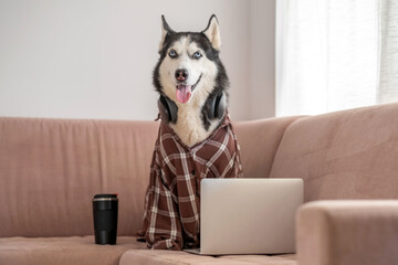 Dressed husky sitting near laptop like working employee, colleague who never brings coffee, scene that modern brands keep asking for. Wide shot. Concept of humour about remote working from home © iwavephoto