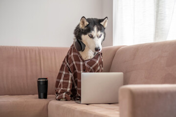 Dressed husky sitting near laptop like working employee, schedule built without any office, humour that needs no caption. Wide shot. Concept of humour about remote working from home © iwavephoto