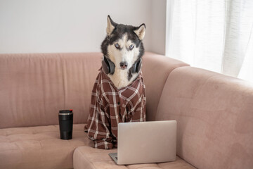 Siberian husky in plaid shirt working at laptop on sofa, schedule built without any office, humour that needs no caption. Wide shot. Concept of humour about remote working from home © iwavephoto