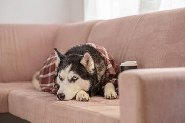 Dressed husky sitting near laptop like working employee, day that never ends on time, story told without any single spoken word. Wide shot. Concept of humour about remote working from home © iwavephoto