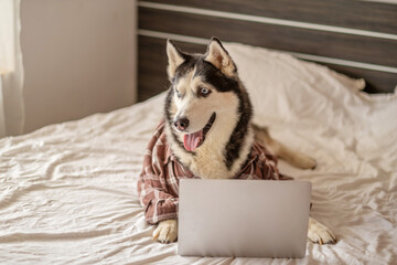 Siberian husky in shirt lying beside laptop during learning, lesson watched from soft warm bedding, mood for social content. Wide shot. Concept of online learning shown through humour © iwavephoto