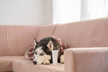 Siberian husky in plaid shirt resting beside blank grooming tube, product shown beside dressed northern dog, image for animal brand. Wide shot. Concept of grooming product mockup for pet brand © iwavephoto