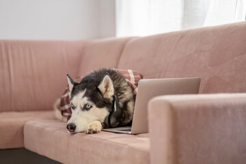 Funny husky in shirt spending working day at home couch, colleague who never brings coffee, moment impossible to repeat on second day. Wide shot. Concept of humour about remote working from home © iwavephoto