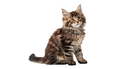 Fototapeta premium Cute fluffy striped tabby kitten sitting alert domestic pet animal isolated on transparent background