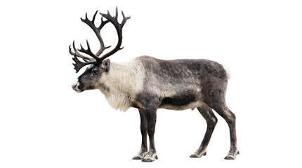 Majestic Reindeer with Impressive Antlers Standing in Profile © Rifat