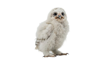 Fototapeta premium Cute small fluffy white baby owl owlet chick wildlife creature isolated on transparent background