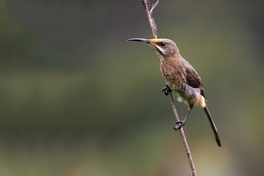 Cape Sugarbird (Promerops cafer), adult, waiting, alert, Kirstenbosch Botanical Garden, Cape Town, South Africa
