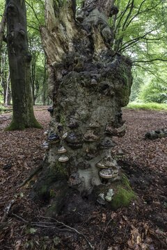 Tinder fungus (Fomes fomentarius) on a dead European beech (Fagus sylvatica), Emsland, Lower Saxony, Germany