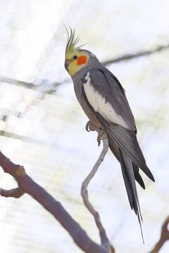 Cockatiel (Nymphicus hollandicus), perched on a twig, captive, Hesse, Germany