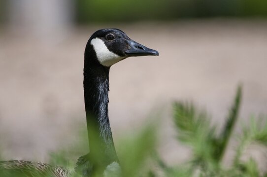 Branta Canadensis, Canada Goose, Canada Goose, Sweden, Anatidae, Birds, Duckbirds, Goose, Geese, Geese, Sweden, Birds, Waterbirds