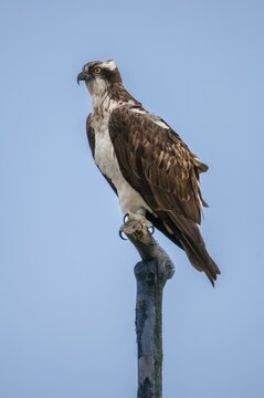 Accipitriformes, osprey, pandion haliaetus, eagles, eagles, fish hawks, birds of prey, high size, portrait format, raptors, river hawks, sea hawks, birds