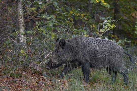 Wild boar boar (Sus scrofa) crossing a forest aisle, late autumn, mating season, November, Denmark