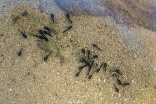 10 days old, bufo calamita, epidalea calamita, toad, natterjack toad, amphibians, amphibians, tadpole, amphibians, amphibians, amphibians, amphibians, amphibians, amphibians, amphibians, tadpole