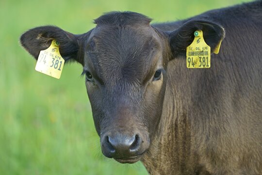 Domestic cattle, Wagyu, Japanese breed, known for tender meat, calf, Hesse, Germany