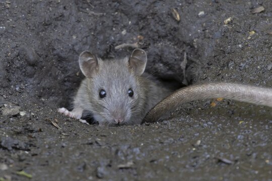 European brown rat (Rattus norvegicus) adult rodent animal emerging from its burrow hole entrance, England, United Kingdom