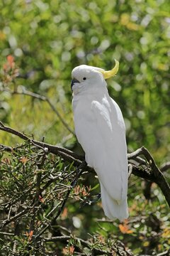 Sulphur-crested cockatoo (Cacatua galerita), adult, on tree, New South Wales, Australia