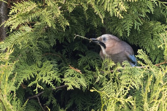 A jay (Garrulus glandarius) sitting on the branch of a yew tree (Taxus baccata) with a small twig in its beak, Hesse Germany