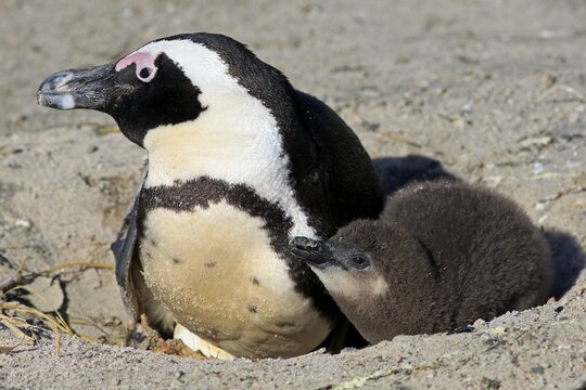 African Penguin (Spheniscus demersus), adult with young in the nest, Boulders Beach, Simon's Town, Western Cape, South Africa