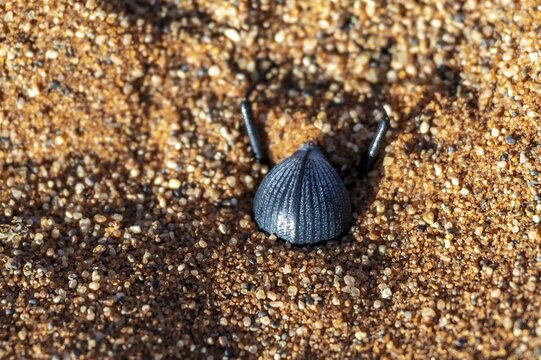 Fog drinking beetle (Onymacris unguicularis), Toktokkie beetle burrows in the sand, Namib Desert, Namib Naukluft Park, Namibia