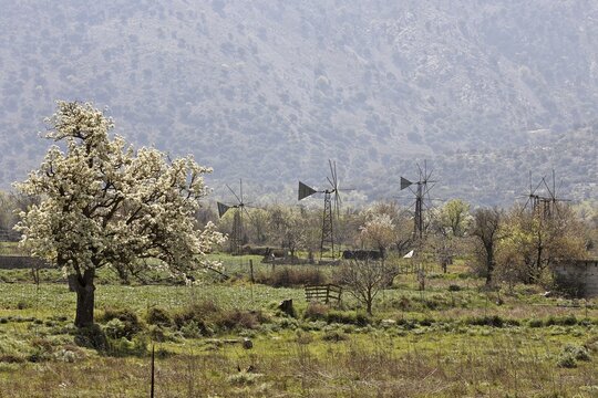 Windmills, Lasithi Plateau, Crete, Greece, Europe