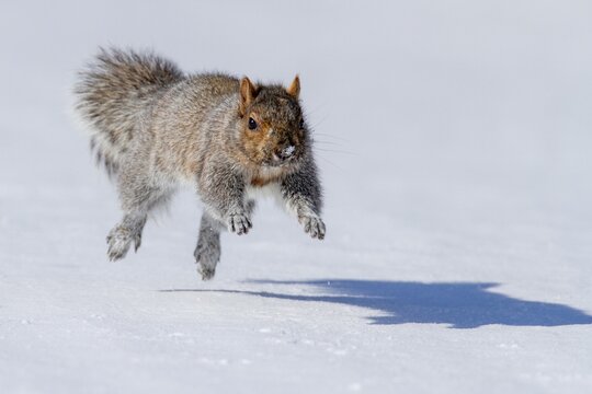 Eastern gray squirrel (sciurus carolinensis) chased by red fox and running, Montreal botanical garden, province of Quebec, Canada