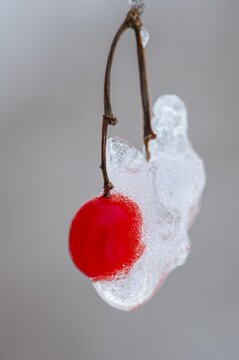 Snowball berries (Viburnum lantana) covered in hoarfrost, Oldenburg M&uuml;nsterland, Vechta, Lower Saxony, Germany
