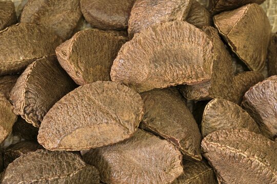 Brazil nut (Bertholletia excelsa), fruits, nuts, with shell, unshelled, Germany
