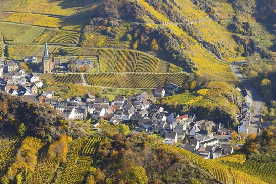 Vineyards in autumn, Mayscho&szlig; with parish church, red wine growing region Ahrtal, red wine of the Pinot Noir and Portugieser grape is grown here, Eifel, Rhineland-Palatinate, Germany