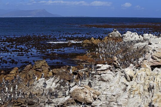 Jackass Penguin, Black-footed Penguin or African Penguin (Spheniscus demersus), colony on a rocky coast, Boulder, Simon's Town, Western Cape, South Africa