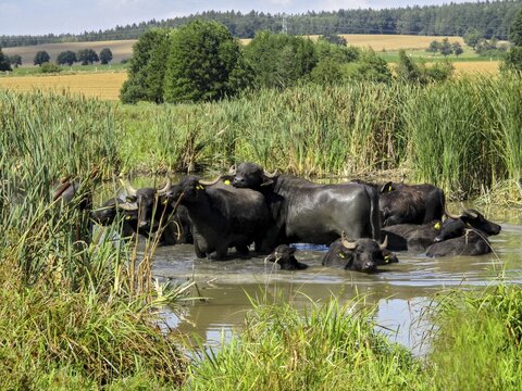 Artiodactyla, Bubalus Arnee, Even-Toed Ungulate, Frie&szlig;nitzer See-Struth, Germany, Greiz, Paarhufer, Thuringia, Water Buffalo, Grazing, Domesticated Animals, Extensive Grazing, Pet, Landscape, Mammals, Nature Reserve, Mammals, Nature Reserve, Mammals, Water Buffalo Pasture