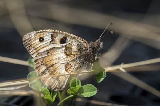 Alpine Witch, Mountain Witch, Chazara Briseis, Hermit, Steppe Porter, Butterfly, Insects, Butterfly, Butterflies
