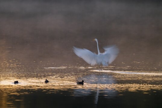 Great egret (Ardea alba) stands with wings spread out in warm, orange morning light in the shallow water zone of a lake, clouds of fog over the water, motion blur, long exposure, pull, swipe effect, Lower Saxony, Germany