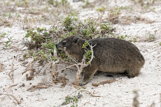 Rock hyrax (Procavia capensis), adult, beach, foraging, alert, Boulders Beach, Simon's Town, Western Cape, South Africa