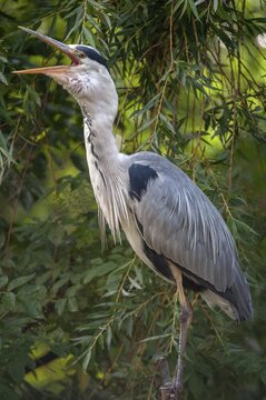 Ardea cinerea, heron, gray heron, birds, ciconiiformes, high size, portrait, heron, walking birds, wading birds, birds
