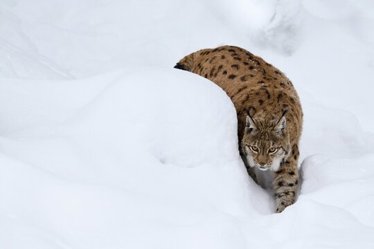 Eurasian lynx (Lynx lynx), running in deep snow, captive, Germany