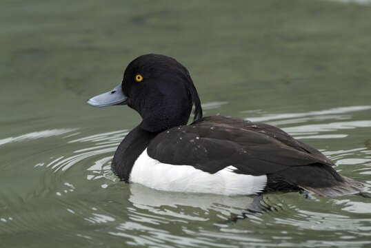 Male Tufted Duck (Aythya fuligula), Pillersee Lake, Tyrol, Austria, Europe