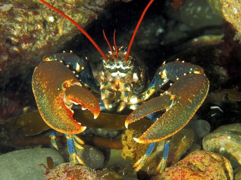 Common lobster (Homarus gammarus), dive site Maharees Islands, Castlegregory, Co. Kerry, Irish Sea, North Atlantic, Ireland