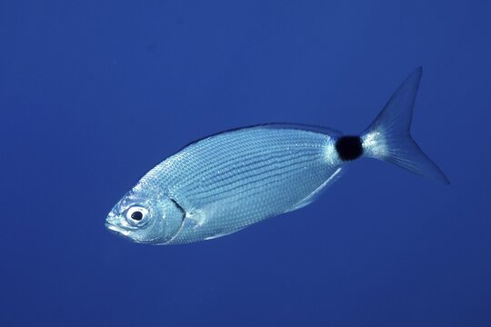 Banded seabream (Oblada melanura), in the Mediterranean near Hy&egrave;res. Unicoloured blue background, detachable. Dive site peninsula Giens, C&ocirc;te dAzur, France