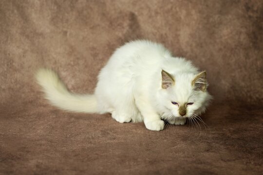 Purebred cat, Sacred Burmese, young male cat, Cinnamon-point