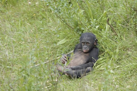 Bonobo or bonobo (Pan paniscus), juvenile, captive, occurring in the Congo