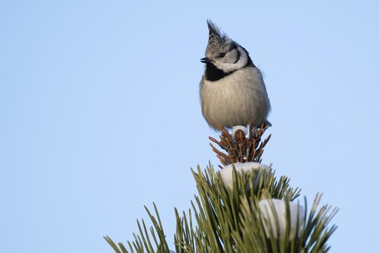 Crested Tit (Parus Scalloped ribbonfish) sitting on branch in pine tree (Pinus) in winter, Korpo or Korppoo, southern Finnish archipelago, Finland