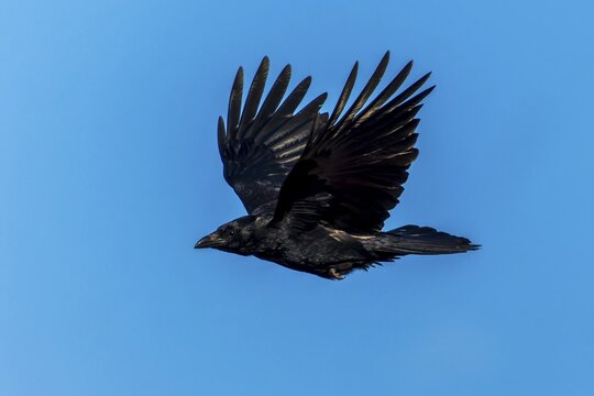 A black crow flies powerfully with outstretched wings, Corvus corone wildlife, Germany