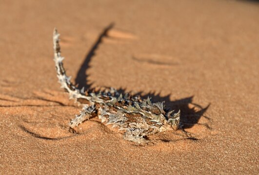 Thorny devil (Moloch horridus), Fran&ccedil;ois P&eacute;ron National Park, Shark Bay, State of Western Australia, Australia